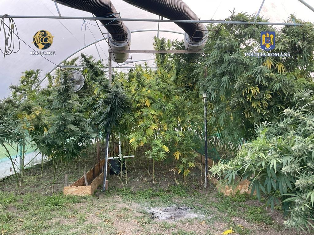 Dâmbovițeanul care cultiva cannabis în seră: Afacerea distrusă de mascați!